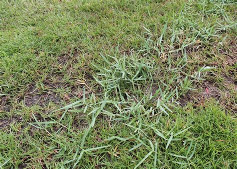 Mystery Grass Weed In Bermuda Lawn Care Forum
