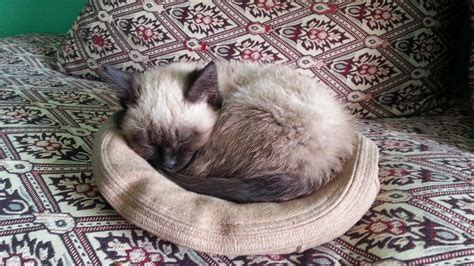 Adult Siamese Cat Laying On Gray Pet Bed Hd Wallpaper Wallpaper Flare