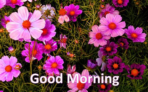 Good morning images wallpaper photo pictures pics download with quotes. 157+ Good Morning Flowers Images Photos Pics HD Download Here