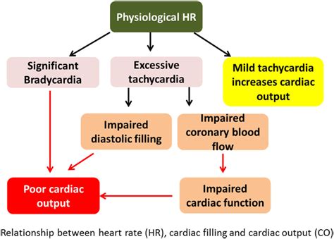 Relationship Between Heart Rate Hr Cardiac Filling And Cardiac