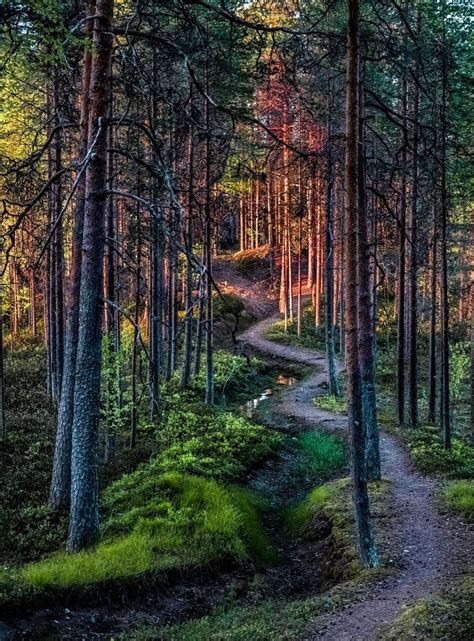 winding path in the forest finland by asko kuittinen cr c trail path suomi finland