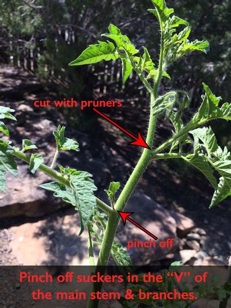 How To Prune Tomato Plants Pic With Steps Tomato Pruning Pruning