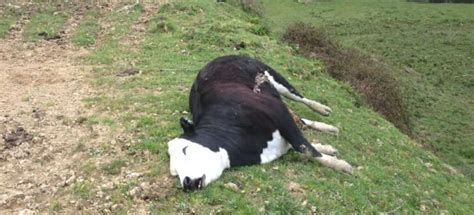 three brothers arrested for forcefully sleeping with cow till it died vanguard online community