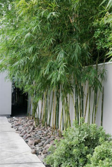 Discover the 10 different types of bamboo you can use in a variety of places such as your yard, gardens, decks, patios and indoors. Privacy screen plants | Bamboo garden, Privacy screen plants, Backyard landscaping