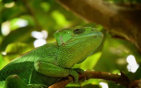 Download Wallpaper 2560x1600 Iguana Reptile Lizard Blur Green