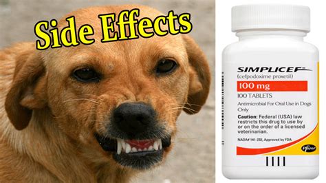 Simplicef For Dogs Side Effects And Adverse Reactions