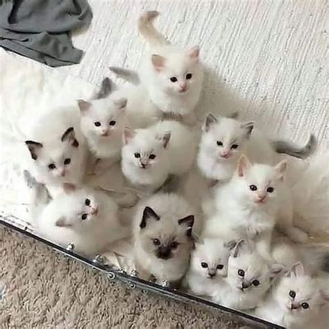 Lots Of White Kittens Whitekitty Baby Animals Cats Cute Cats