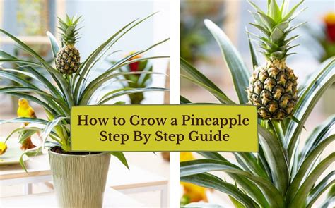 Grow Pineapples In Florida A Step By Step Guide Fruit Faves