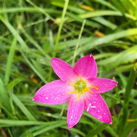 Bunga Bakung Di Padangdiberi Keindahanterlebih Dirik Flickr