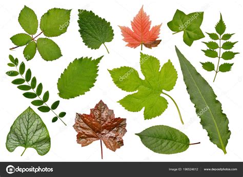 Set Various Leaves Plants Herbs Bushes Trees Herbarium Isolated White