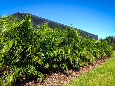 Areca Palm Trees For Sale Online The Tree Center