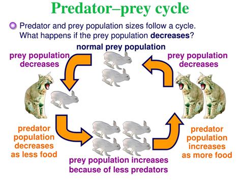 Predator Vs Prey And Predator Populations Change Tolfcharter