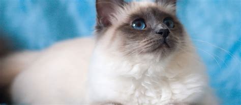 Birman History Personality Appearance Health And Pictures