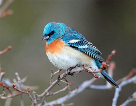 The Lazuli Bunting Is A North American Songbird The Male Is Easily