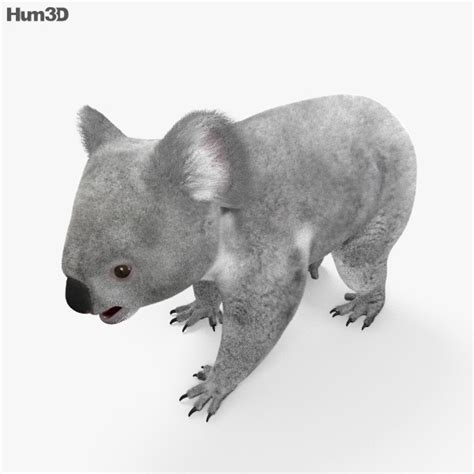 Koala Hd 3d Model Animals On Hum3d