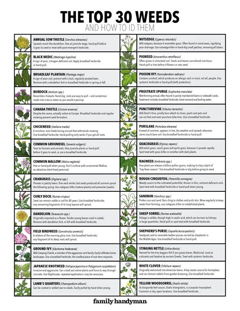 30 Types Of Weeds And How To Id Them