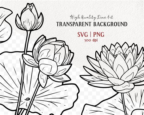 Lotus Flower Vector Clipart Set Water Lily Art Design Cuts