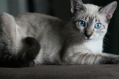 Siamese Cat On Brown Surface · Free Stock Photo