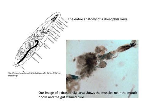 Ppt Naked The Anatomical Analysis Of Drosophila Larvae Powerpoint Hot