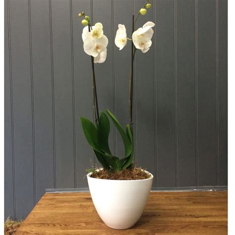 Double Stemmed Orchid Plant Potted Windsor Flowers