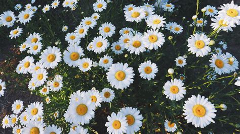 Daisy Flowers Daisies Glade Flowers Grass 4K Wallpaper