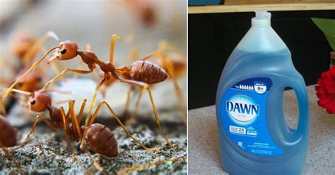 How To Kill Fire Ants ~ Ant Fire Face Ants Crazy Head Rasberry Flies Decapitating Side Egg Fly