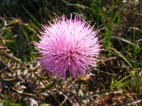 Maybe you would like to learn more about one of these? Free Images : nature, grass, natural, colorful, pink ...