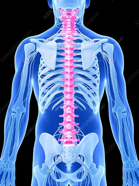 Human Spine Illustration Stock Image F0107666 Science Photo Library