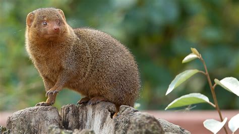 World Of Mongoose Breeds Behavior Characteristics Diet And Beyond