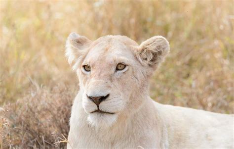 Kruger Park Times White Lions Reappear In The Wild Online News