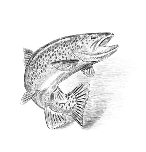 Fish Pencil Drawing Art Print By Kolonjart