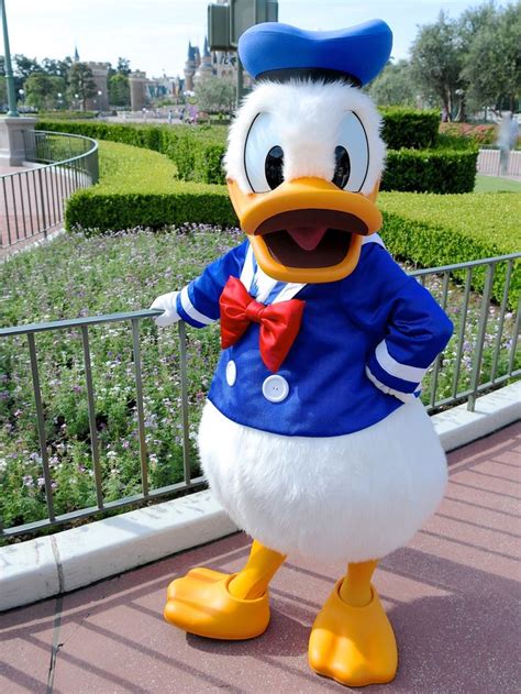 967 Best Donald Duck Images On Pinterest Disney Cruise Line Disney