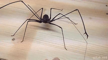 Tailless whip scorpion info amp care damon medius d diadema. Gifak.net. gifak-net. Gifs. Animated gif. Lol gifs. Funny ...