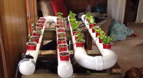 Easily Grow Organic Veggies And Fish At Home A Simple Aquaponic System