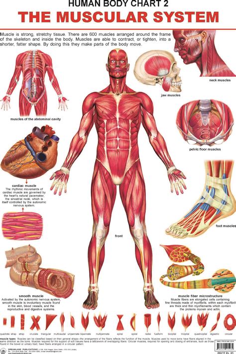 Skeletal Muscle Anatomy Human Body Anatomy Human Muscular System Human Body Systems Muscle
