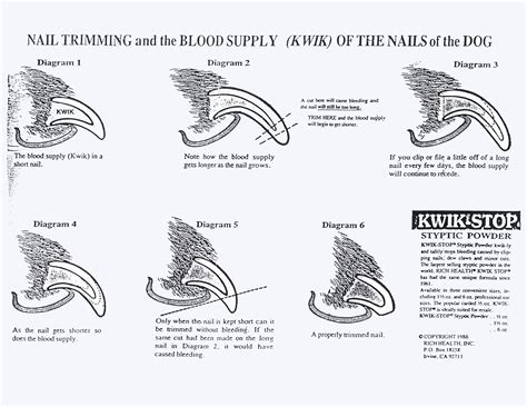 Nail Trimming Chart