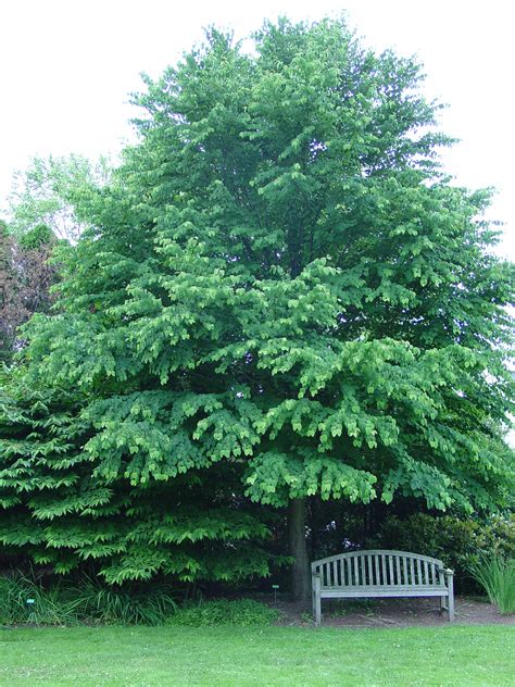 Katsura Tree Comes Home To America What Grows There