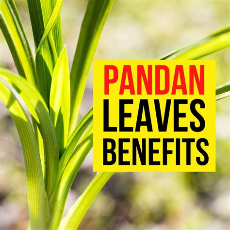 Dahon Ng Pandan Gamot Sa Ibat Ibang Uri Ng Karamdaman Pandanus