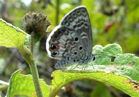 Miami Blue Butterfly Facts Pic 3 Biological Science Picture Directory