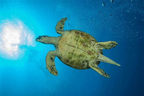 Image Result For Turtle Bottom Green Sea Turtle Sea Turtle Pictures
