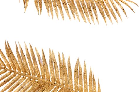 Golden Palm Leafs Png Vector Psd And Clipart With Transparent