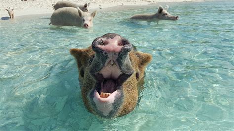 Photos The Famous Swimming Pigs Of The Bahamas