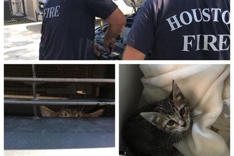 Firefighters Rescue Curious Kitten Trapped Inside Car Engine