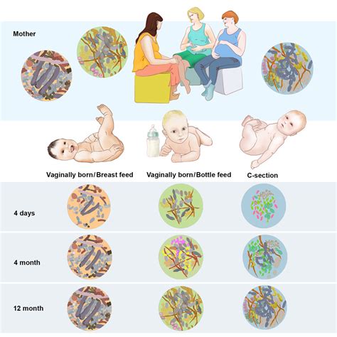 Dynamics And Stabilization Of The Human Gut Microbiome During The First