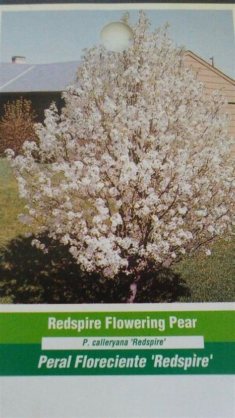 Redspire Flowering Pear Tree 5 Gal Live Healthy Beautiful Home Garden