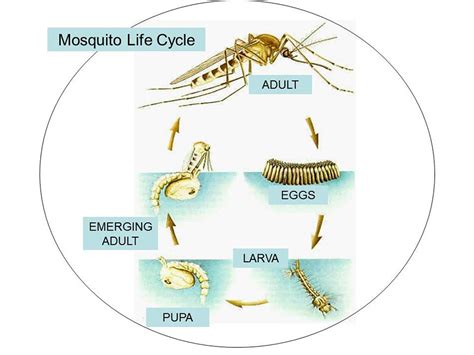 Label The Life Cycle Of A Mosquito
