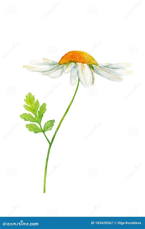 Daisy Flower With Leaf Watercolor Hand Drawn Chamomile Stock