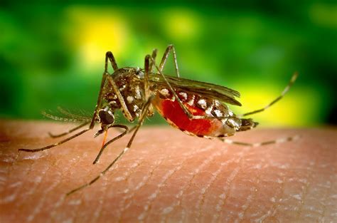 Why Do Mosquitoes Bite Some People More Than Others