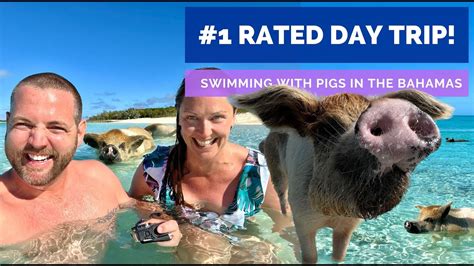 Swimming With Pigs In The Bahamas The Original Swimming Pigs Youtube