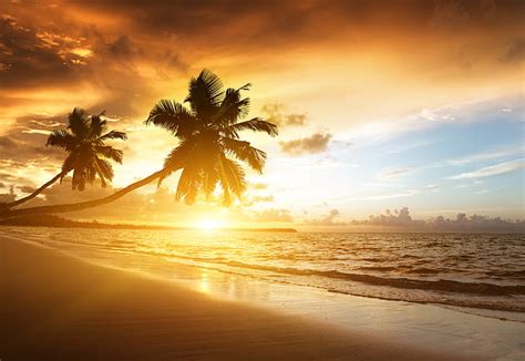 2560x1440px Free Download Hd Wallpaper Beach Sunset Palm Trees